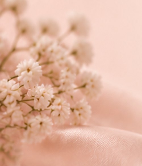 Baby's breath flowers resting on blush satin